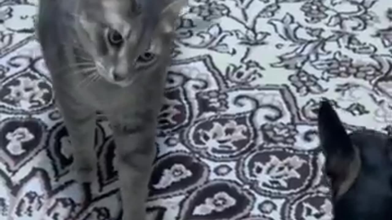 Funny Animal videos | Entertainment | Dogs | cats|