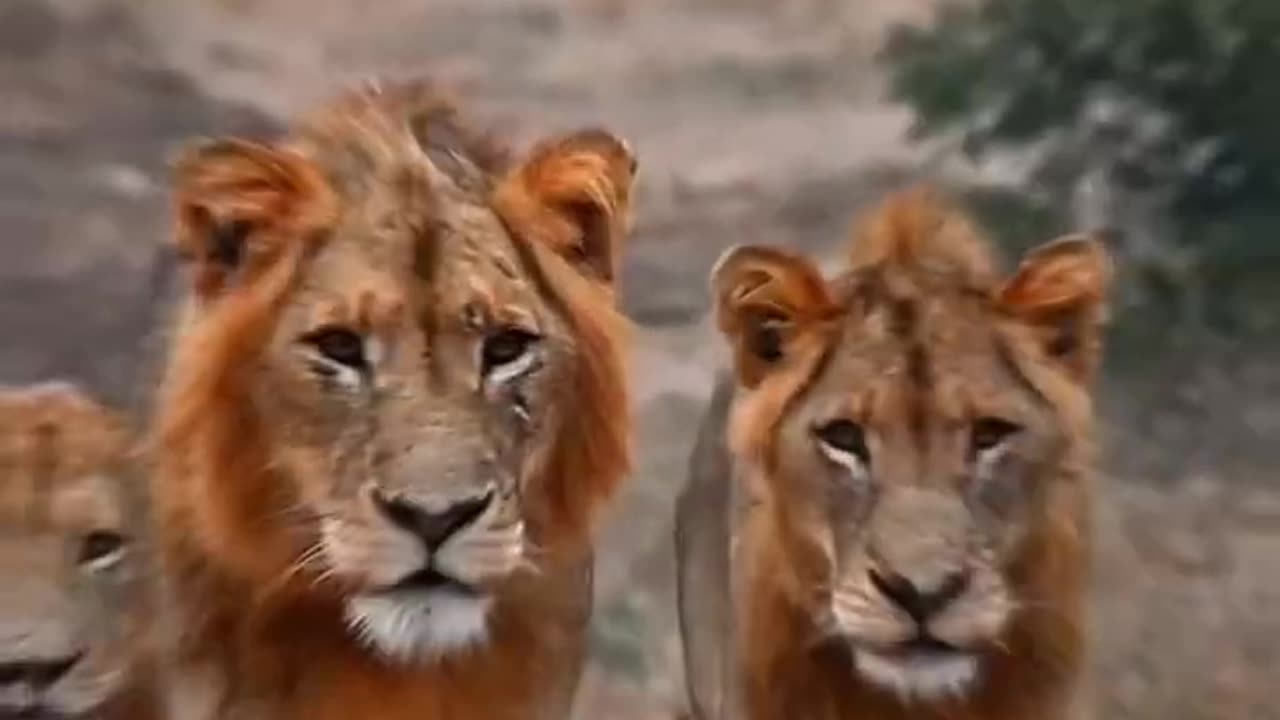 #lion family and all animals video #shortsvideo #viral #treding #rumble shorts video