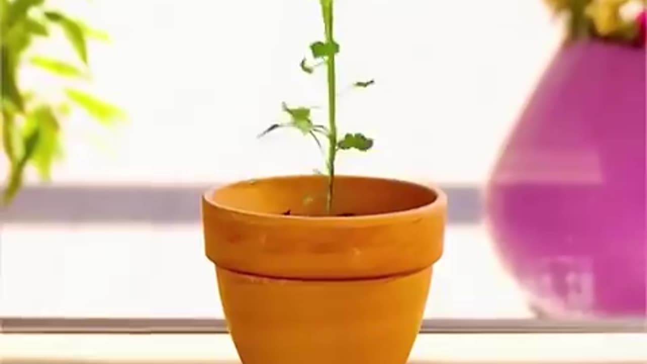 Hacks To Grow Your Own Food. You May Never Have To Buy These Again (Must Watch!)