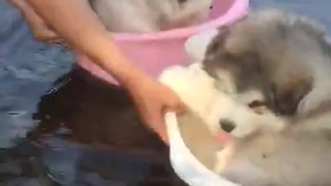 Taking A Bath With These Two Dog Cuties