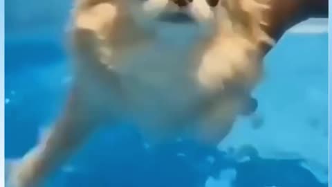 Cute Dog Goes Swimming #Funny #Video