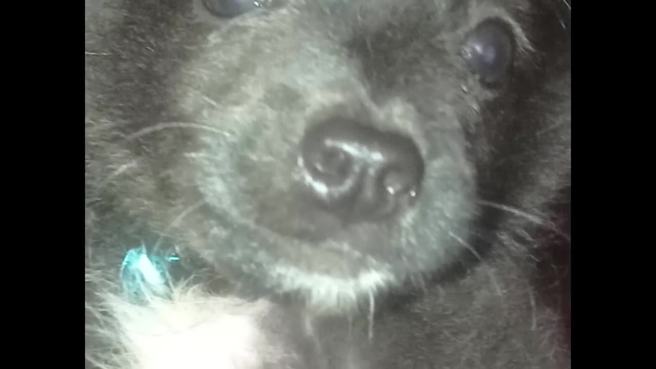 What a cute dog kitti