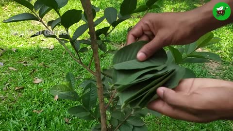How to grow guava trees from guava leaves