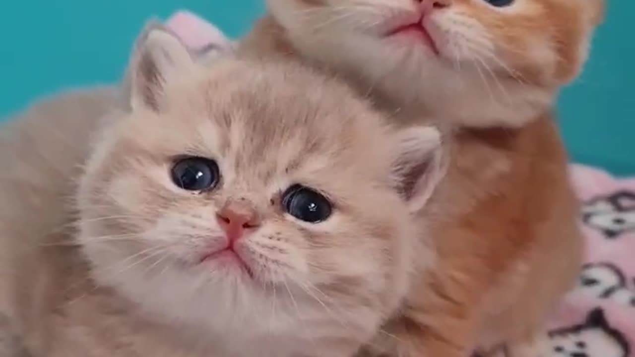 One month after birth / british shorthair kittens
