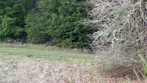 Big flock of Oregon turkeys.