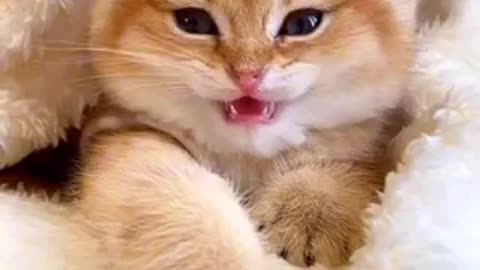Cute cat 🐈 trending video