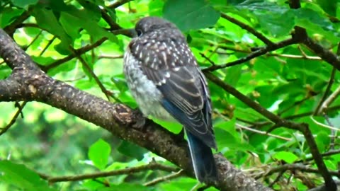 Baby Bluebird