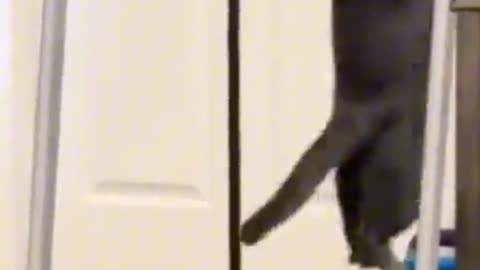 Cutest pets moment ever 🥰🥺