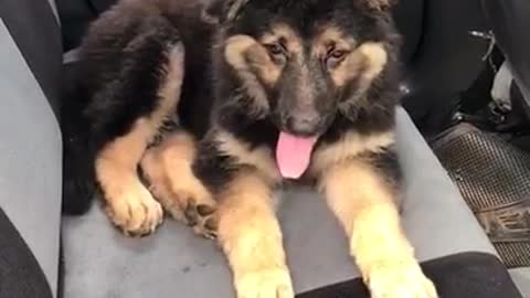 Adorable German Shepherd Puppy Riding in a Car.