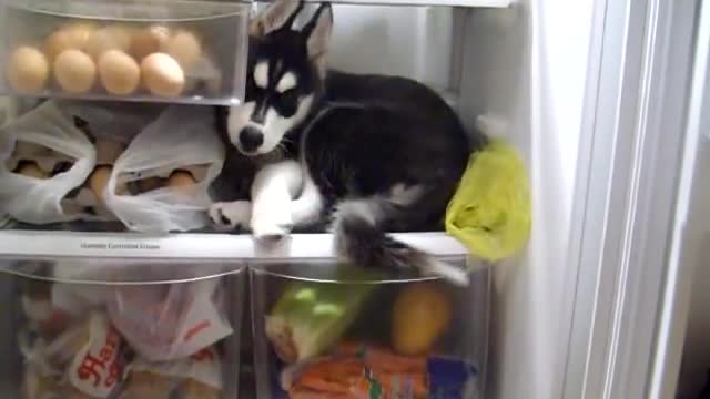 Puppy Husky LUNA LOVES THE FRIDGE