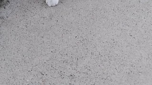 FUNNY CAT