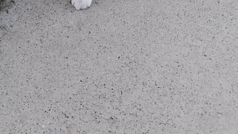 FUNNY CAT