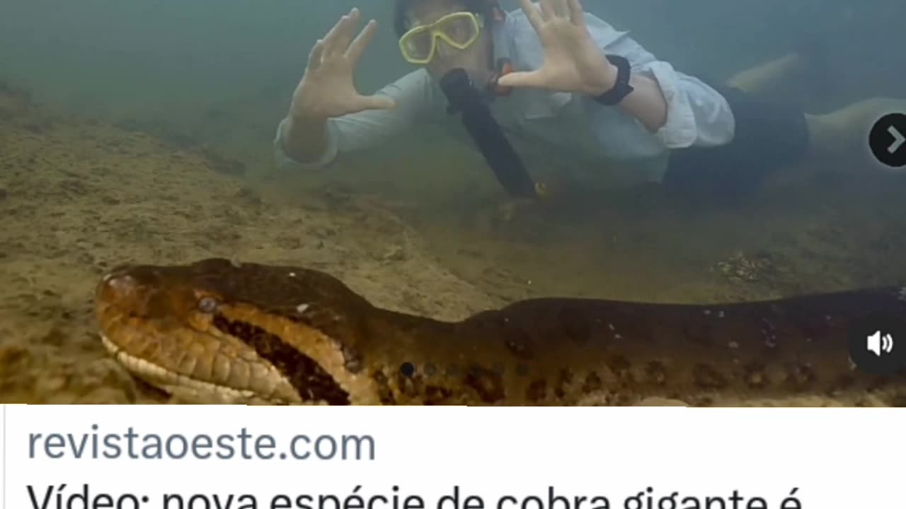 Nova espécie de cobra gigante na amazônia.