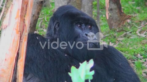 An adult female mountain gorilla chews food in the rainforest