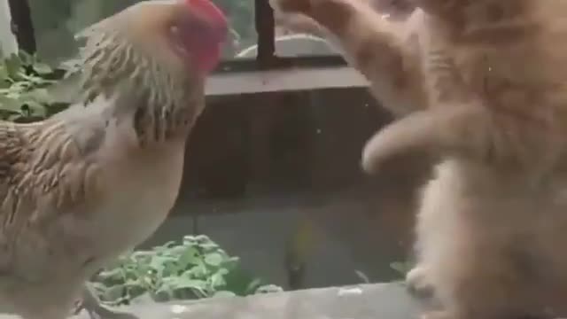 Ahaha, funny cat and rooster fight