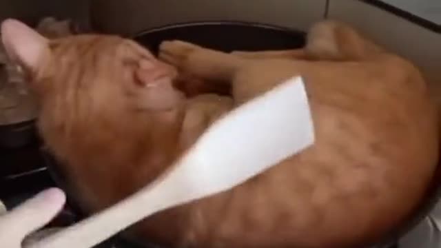 This Cat funny