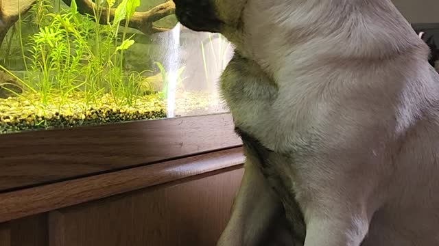 Pug Bites at Aquarium Fish