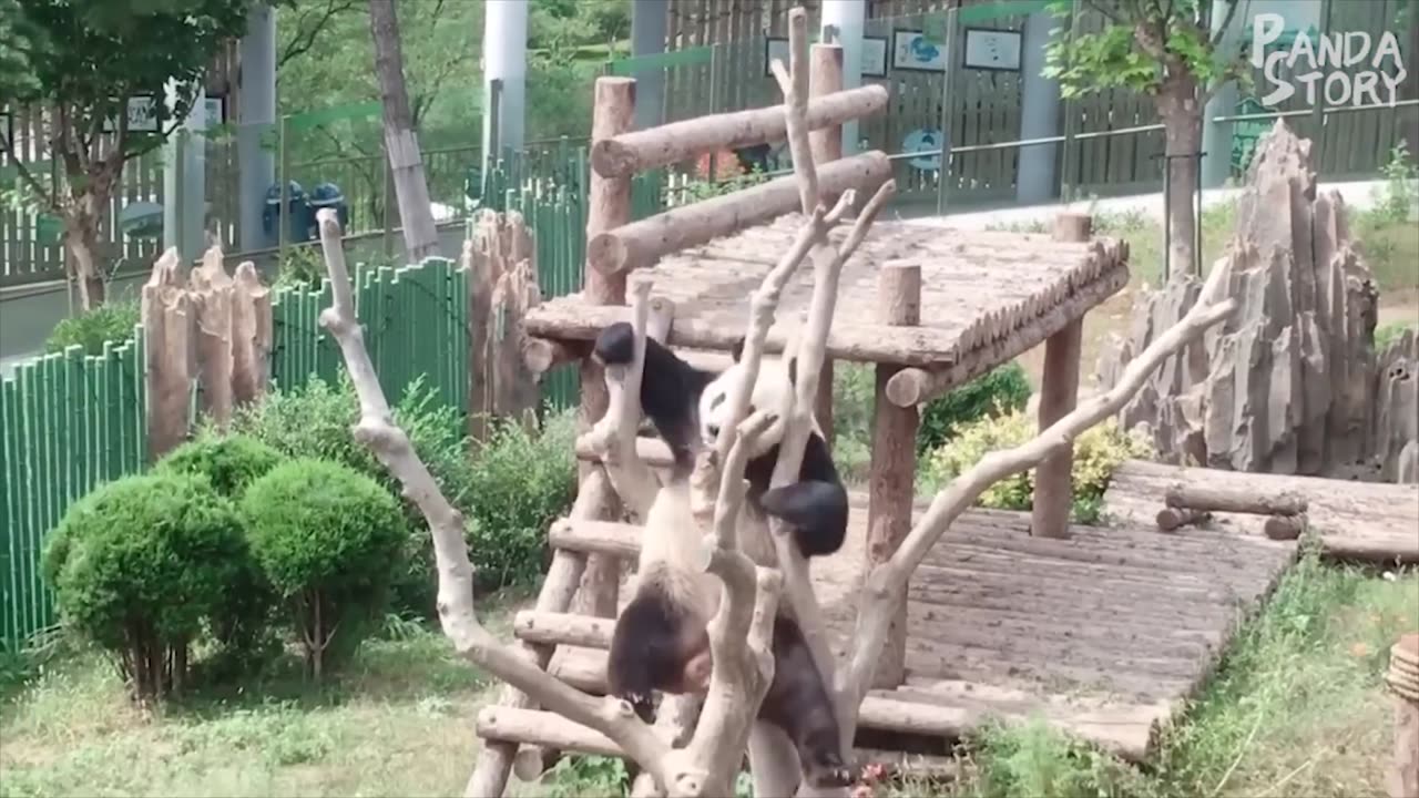 🐼 Panda Funny Moment Videos Compilation