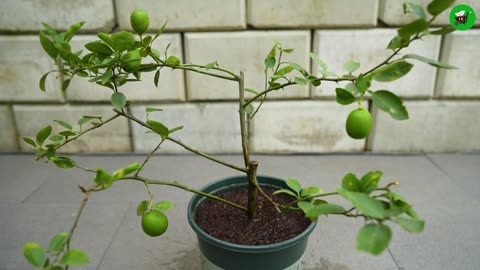 🌿Great method of propagation lemon tree by air layering using aluminum foil paper