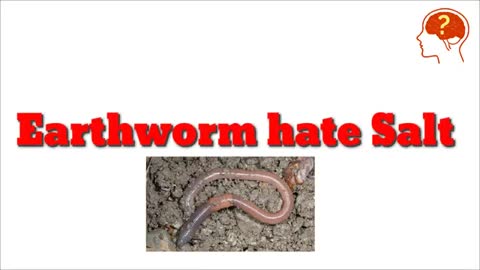 What happ around earthworm -- Earthworm hates Salt Why_Cut