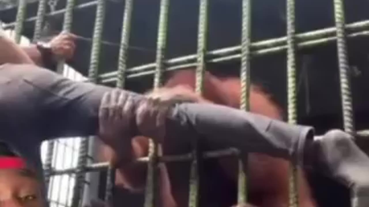 Leave The Animals Alone