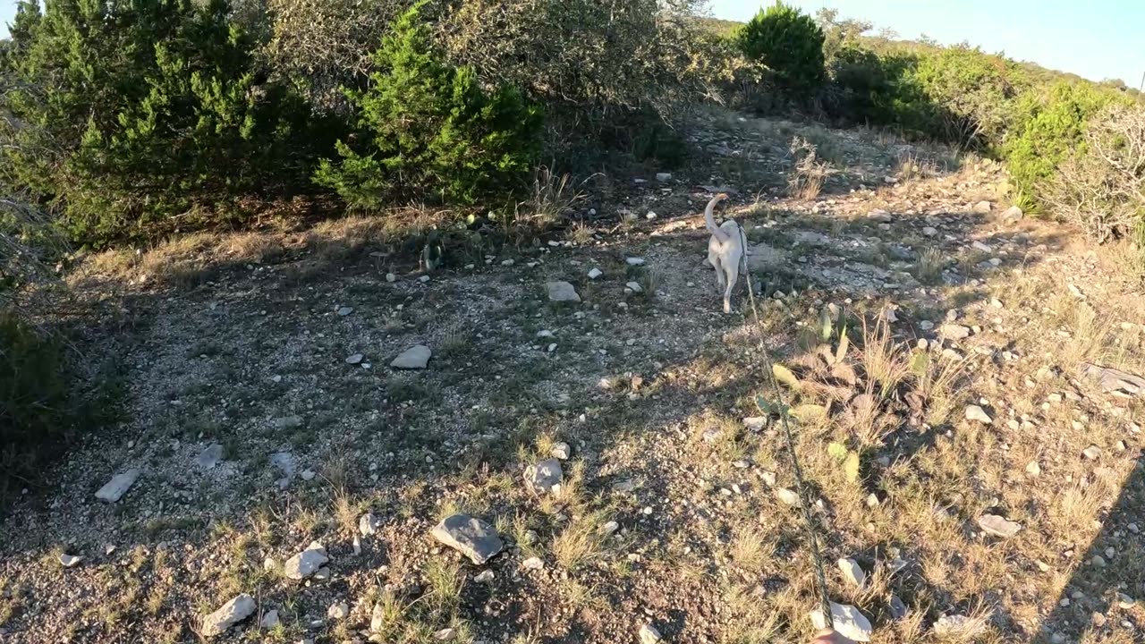 Lab TRACKS White Tail Doe