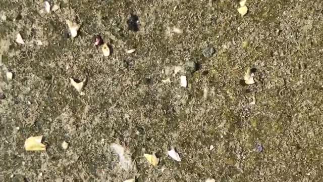 Tiny Crabs and Tiny Hermit Crabs