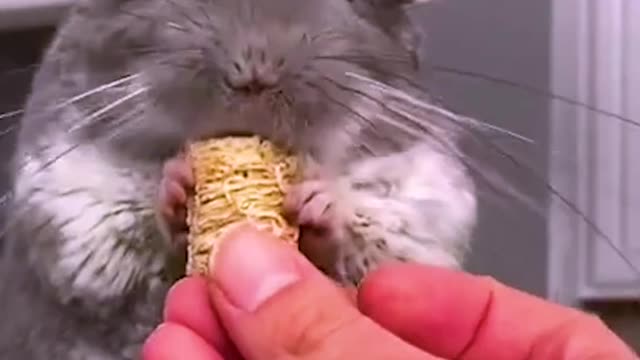 This Adorable Chinchilla Will Make Your Day