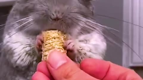 This Adorable Chinchilla Will Make Your Day