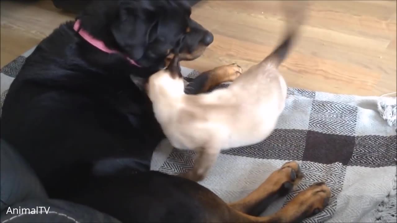 Siamese Kittens Playing - Cute Compilation