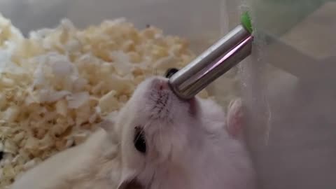 A video of a hamster drinking water