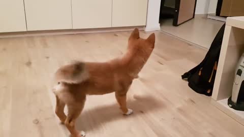 Puppy can't contain his excitement when owner comes home