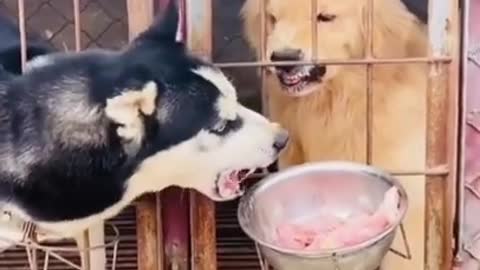 Silly Dogs Will Make You Laugh - Funny Animal Videos