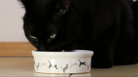 black cat are eating her meals, and playing also 0007