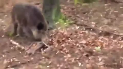 Top 10 Wild Boar Hogs Attacks Top 10 Charge D un Sanglier Best Hunting videos