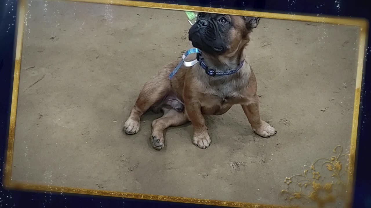 Look Alive 5 - Bully Bash Dog Show
