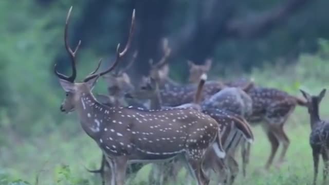 Angry deer herd started running after seeing the intruder in the forest.