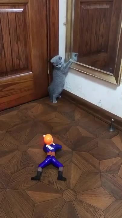 Toy and cat fun wait for end🔥 #viral #short