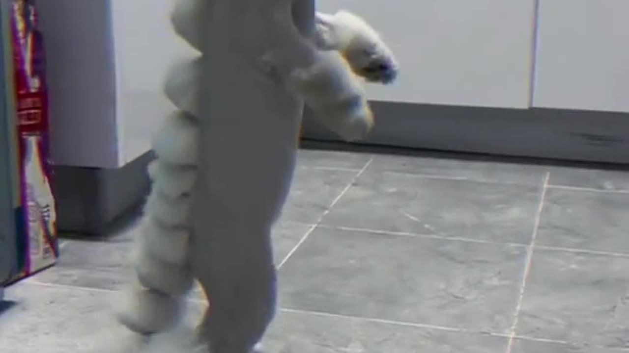 Laugh Out Loud with the Funniest Cat Video of All Time