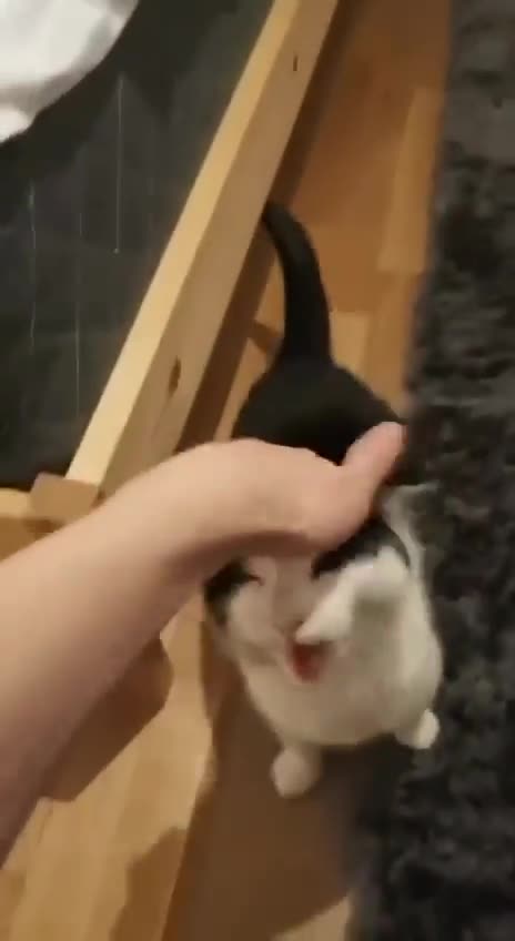 This cat made a weird sound when rubbed