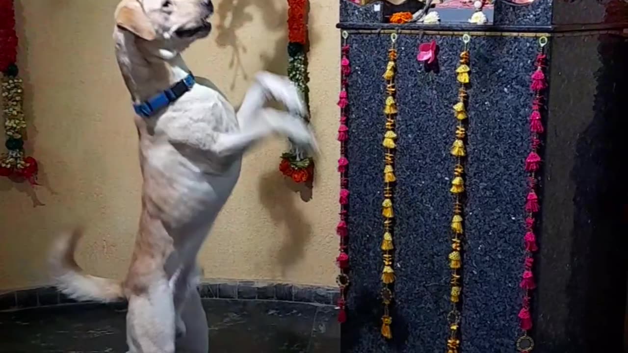 Animal performed Ganpati's aarti best moment 😍🙏🙏