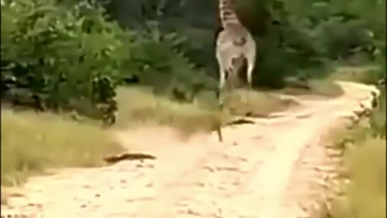 lion attack giraffe