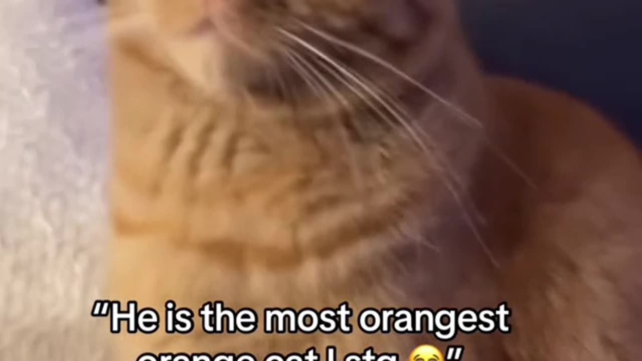 orange cat funny clips