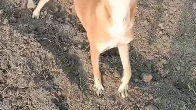 Dog howking