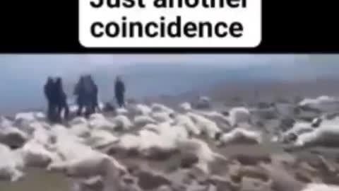 1275. Ireland 🇮🇪 Sheep herd mysteriously DROPS DEAD‼️