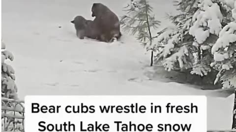 Pet wrestle in snow Let's watch don't miss