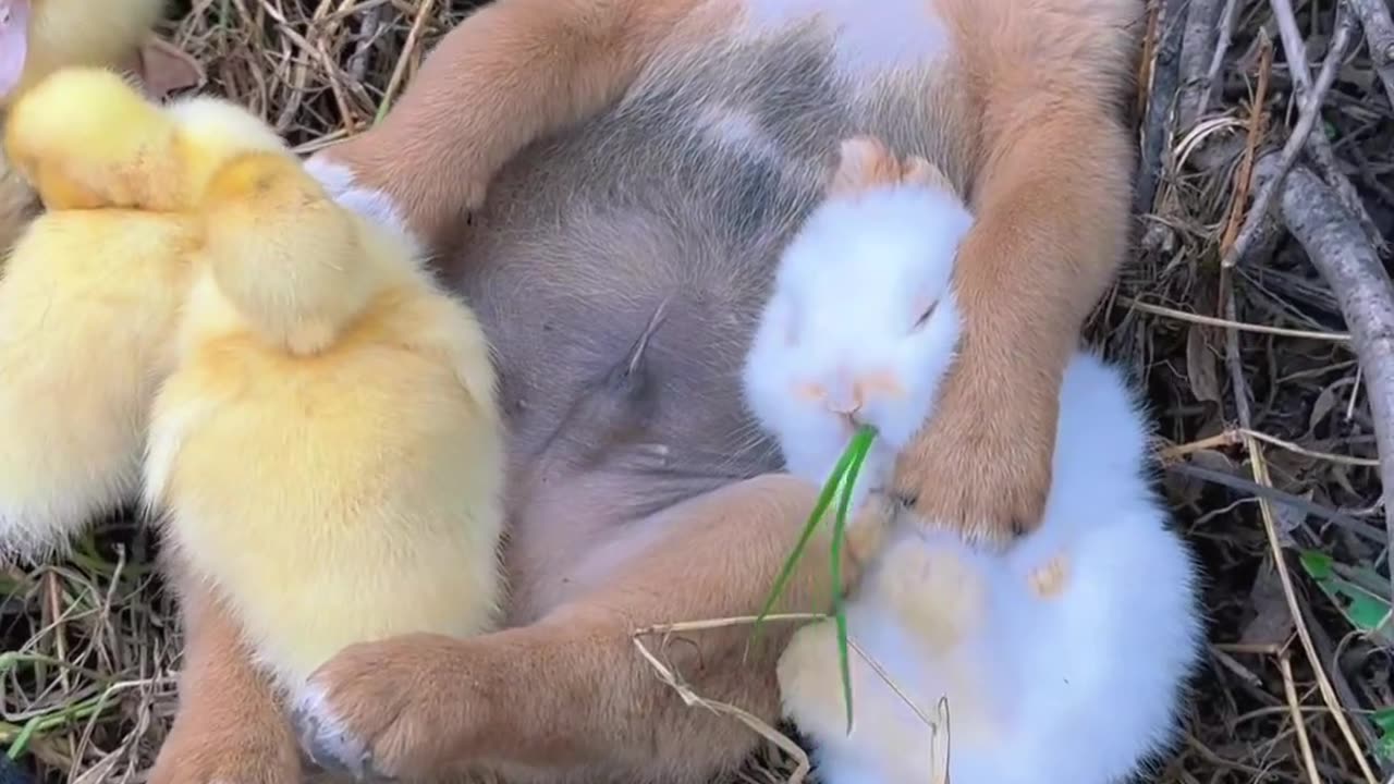 dog duck and rabbit sleeping in dogs arms