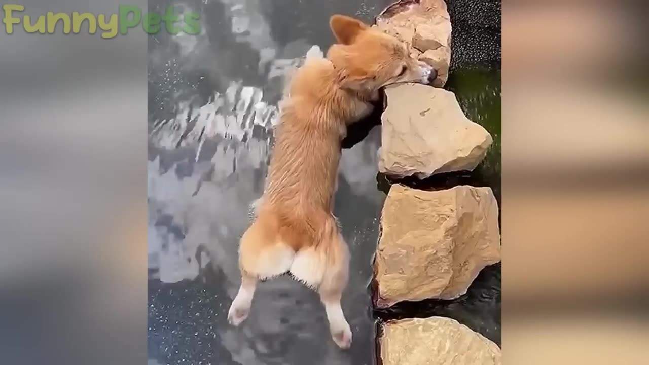 best funniest animal videos 2023 😂 funny cats and dogs 😹🐶