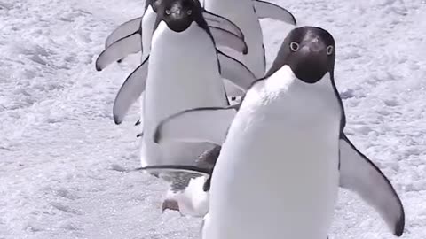 antarctic penguin