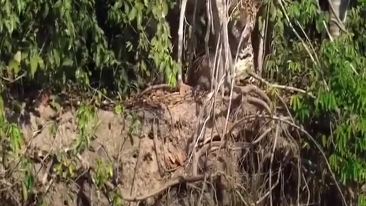 lion vs crocodile fight